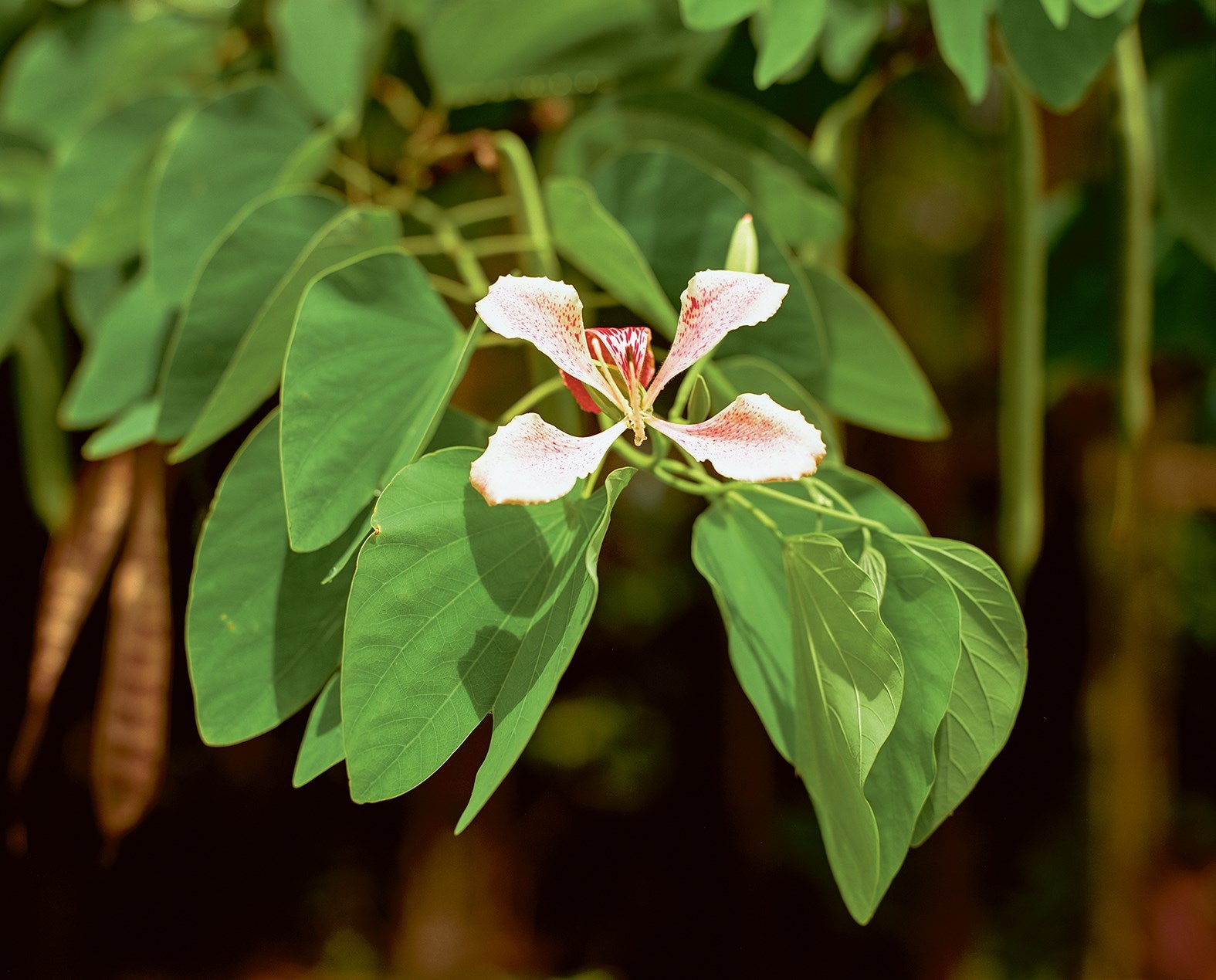 Bounty by Steve McQueen
